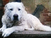 sheepdog breed
